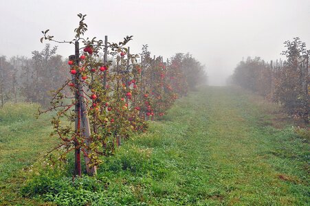 The fog the cultivation of autumn