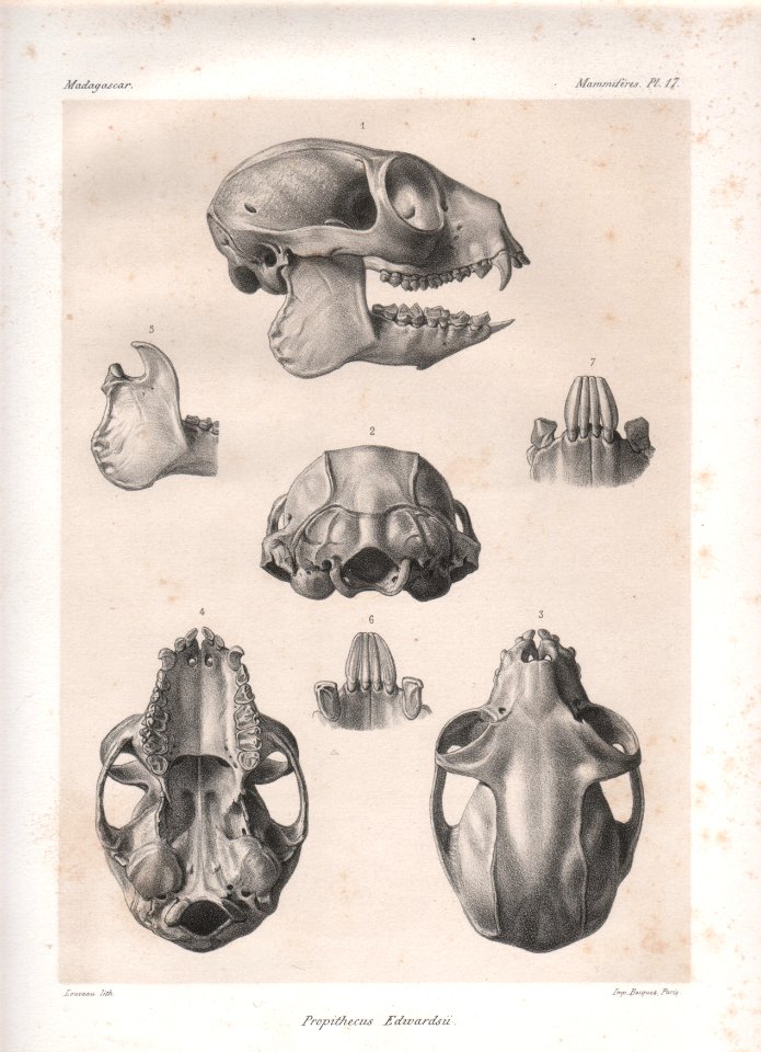 Madagascar Mammiferes Pl 17