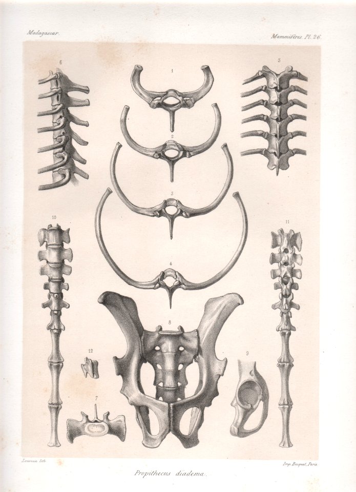 Madagascar Mammiferes Pl 26