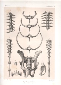 Madagascar Mammiferes Pl 26