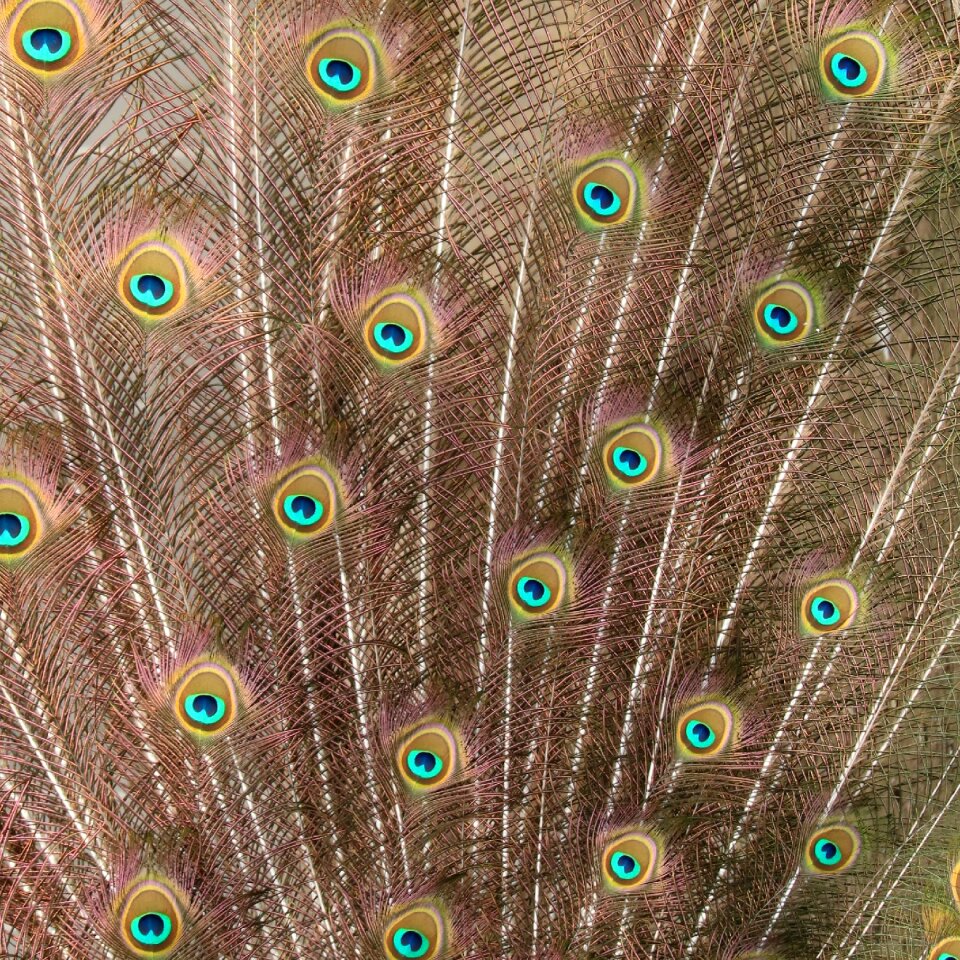 Exhibition pride iridescent