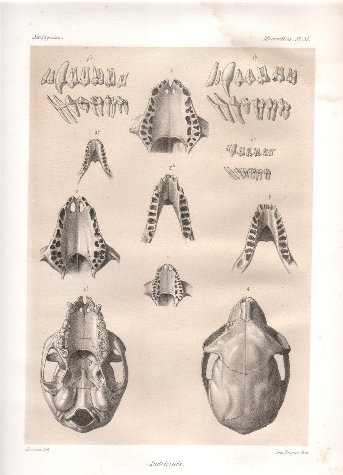 Madagascar Mammiferes Pl 51