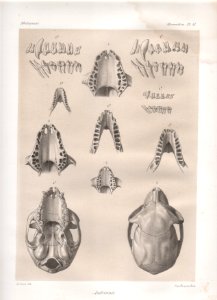 Madagascar Mammiferes Pl 51