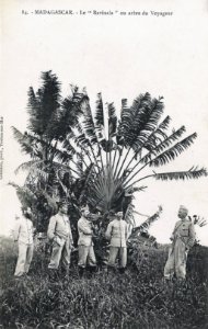 Madagascar-Le Ravinala ou arbre du Voyageur