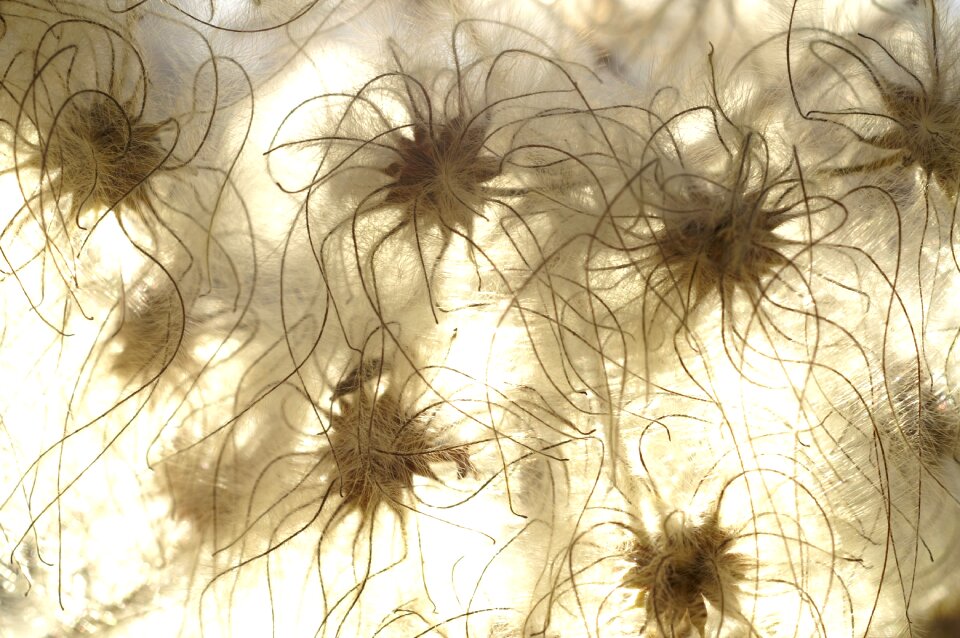 Floral abstract desktop