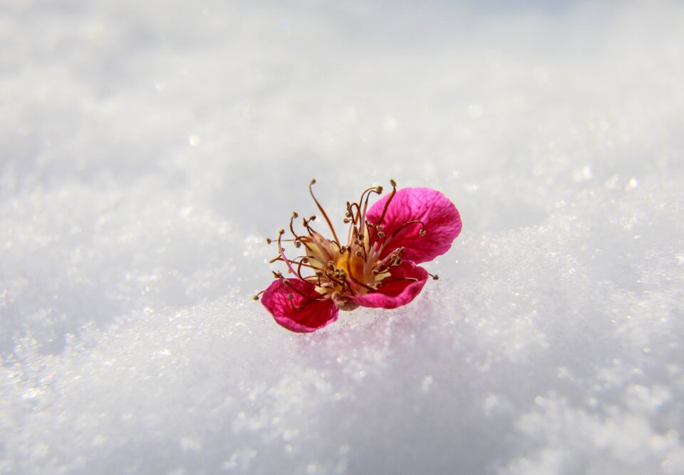 Peach blossom chinese apricot flower snow