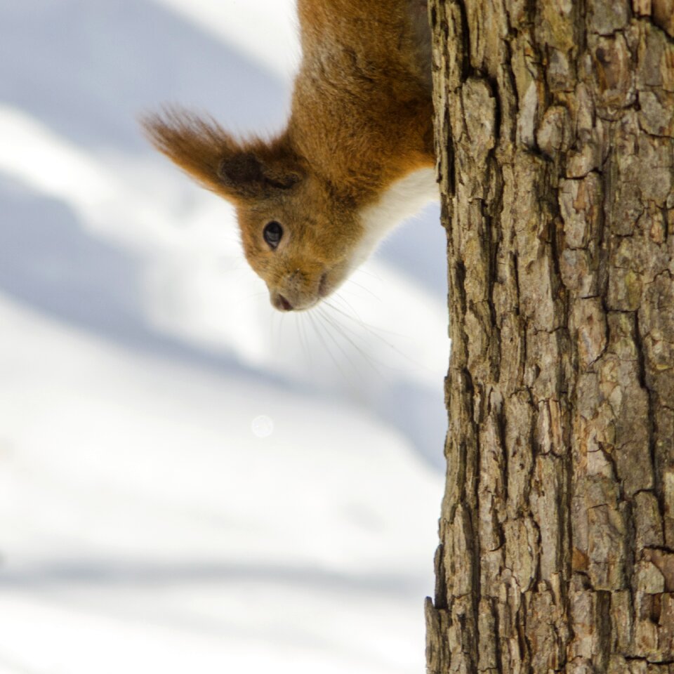 Mammals cute squirrel