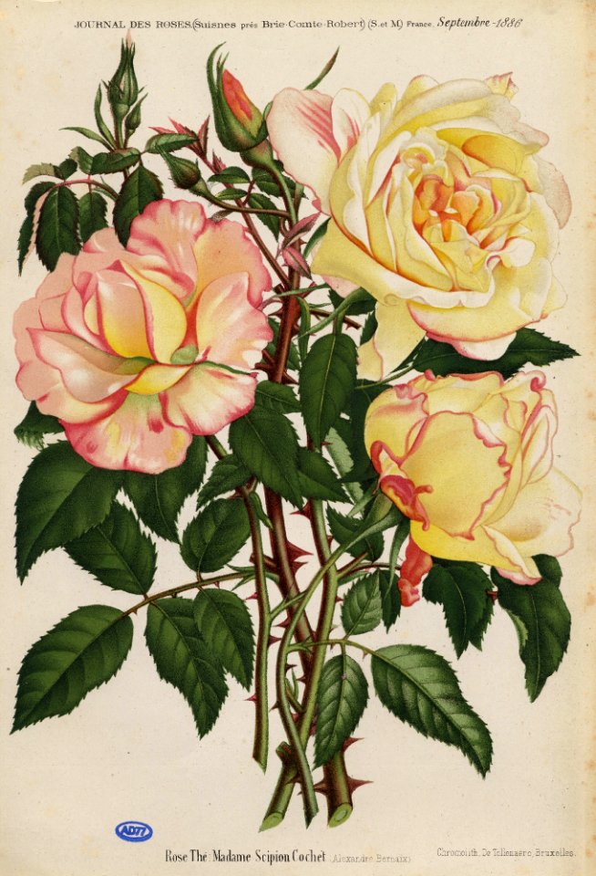 Madame Scipion Cochet Bernaix