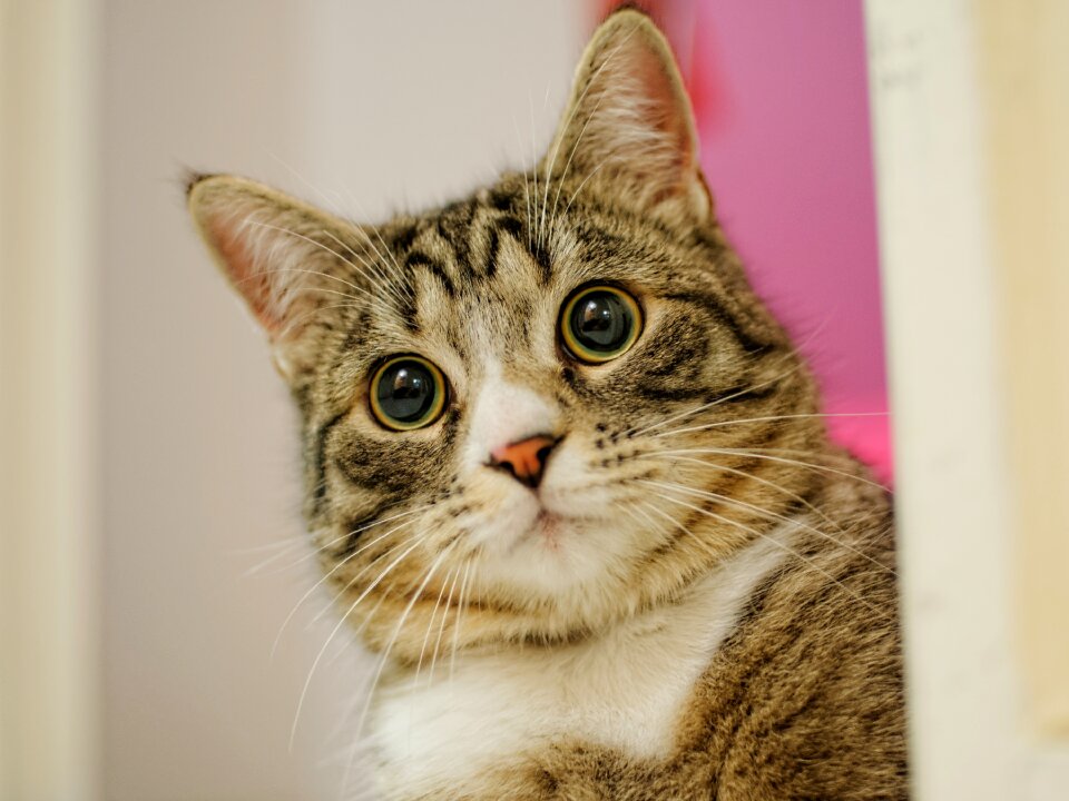 Cat mammal pet