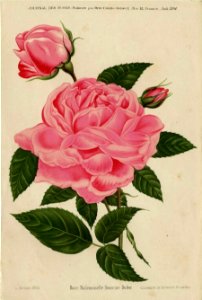 Mademoiselle Honorine Duboc