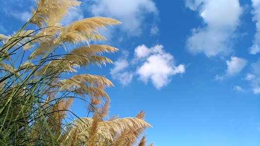 Poaceae autumn system glass new