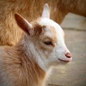 Portrait fur goat photo