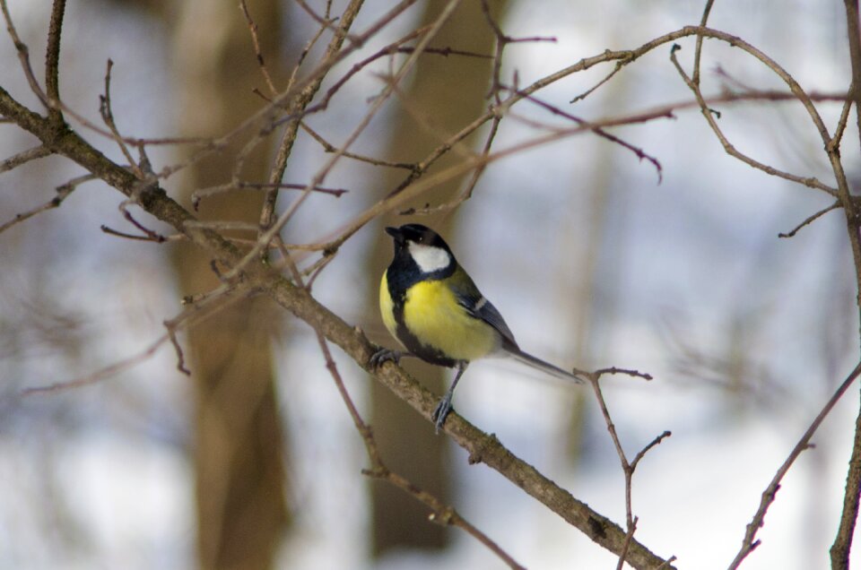 Outdoors songbird tree