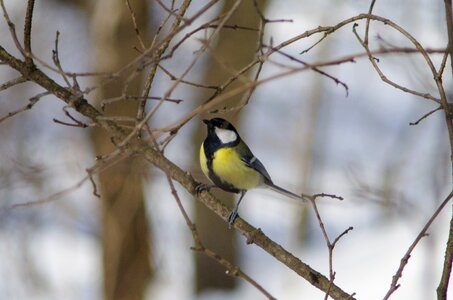 Outdoors songbird tree photo