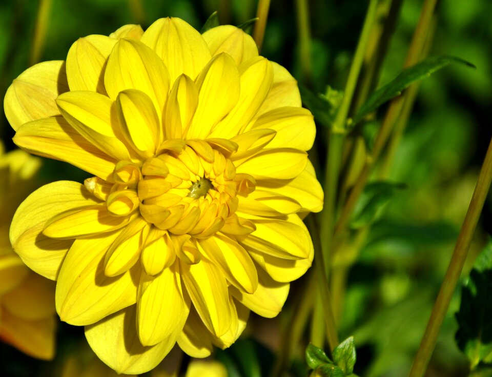 Dahlia garden garden plant blossom