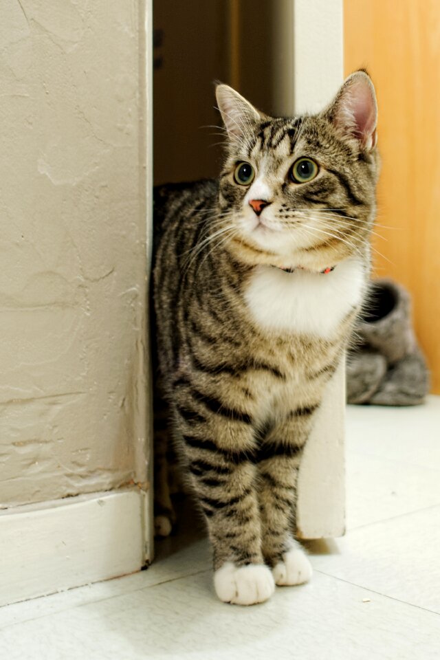 Domestic pet cute