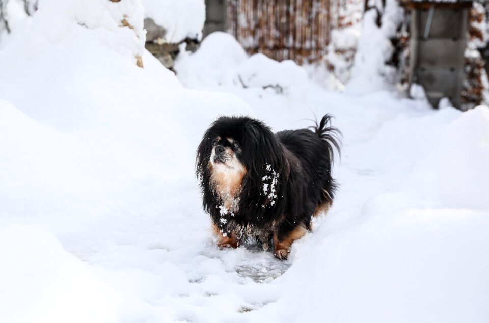 Black dog animal pets