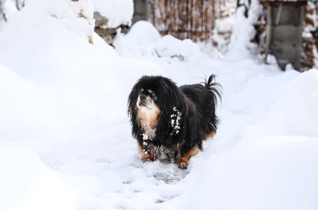 Black dog animal pets photo