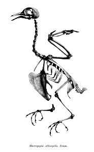 Macropygia albicapilla 175