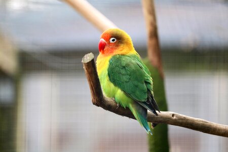 Tropical animal tropical bird