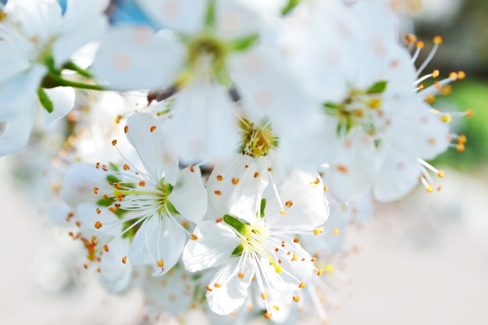 Cherry petal outdoors