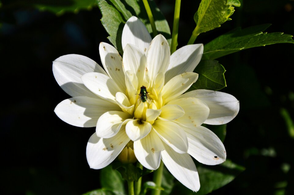 Dahlia flower flower dahlia garden