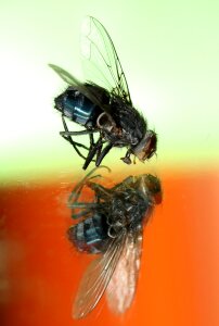 Wet macro reflection