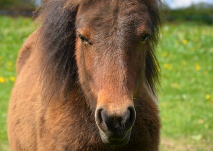 Shetland pony horseback riding nature photo