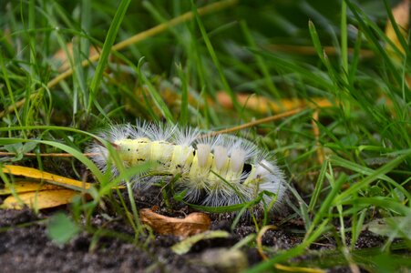 Hairy butterfly caterpillar close up photo