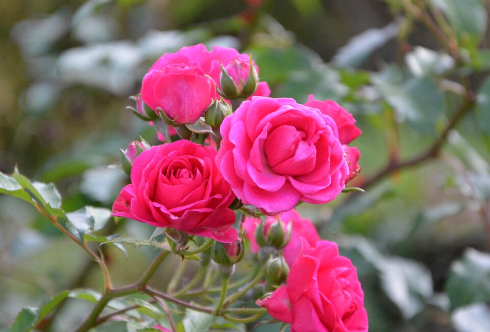 Offer love climbing rose