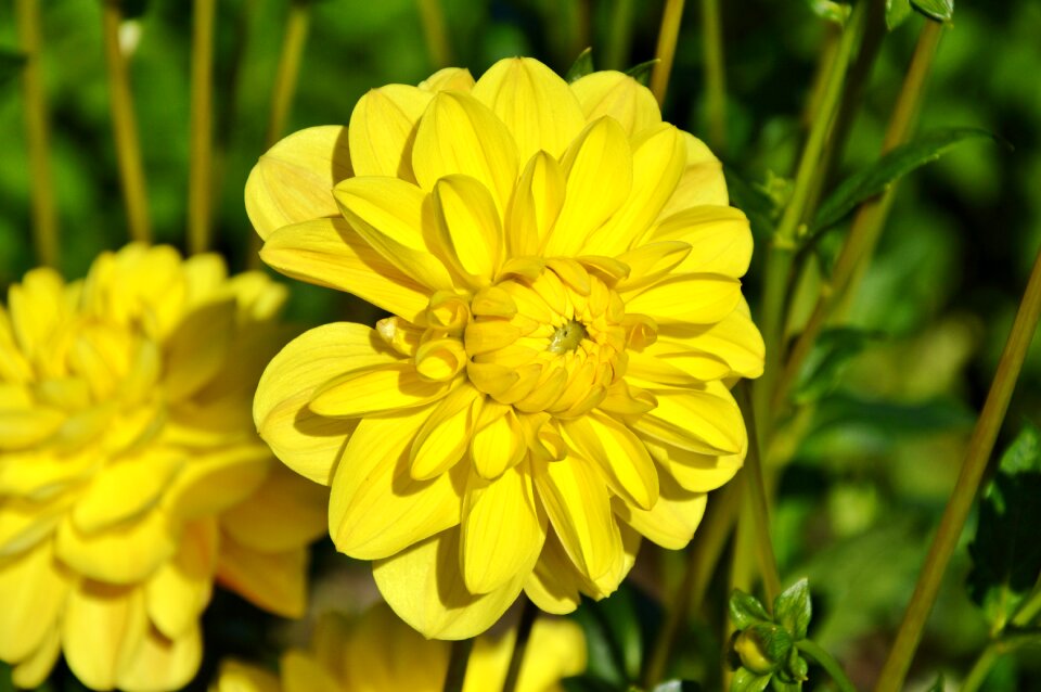 Dahlia garden garden plant blossom