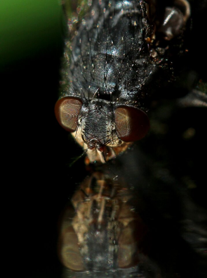 Wet macro reflection