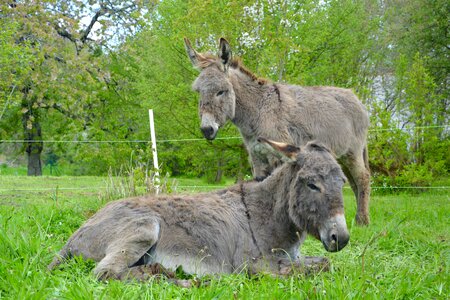 Companion boyfriend ruminant