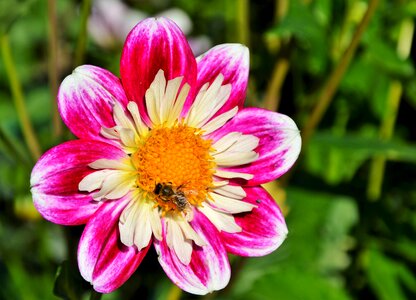 Bloom flower dahlia garden photo