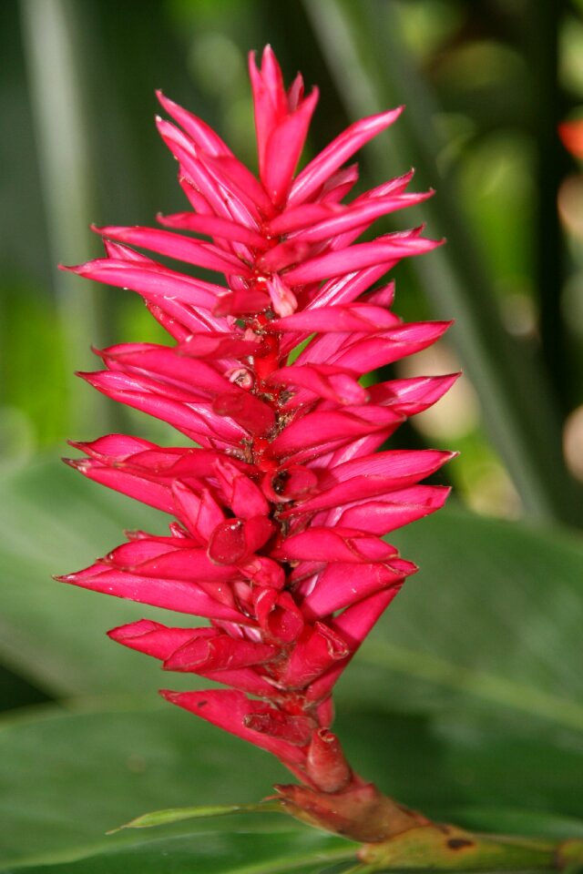 Alpinia tropical flower guadeloupe