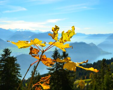 Vouch stock foresight alpine