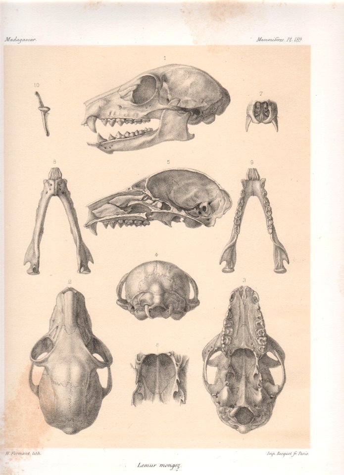 Madagascar Mammiferes Pl 189