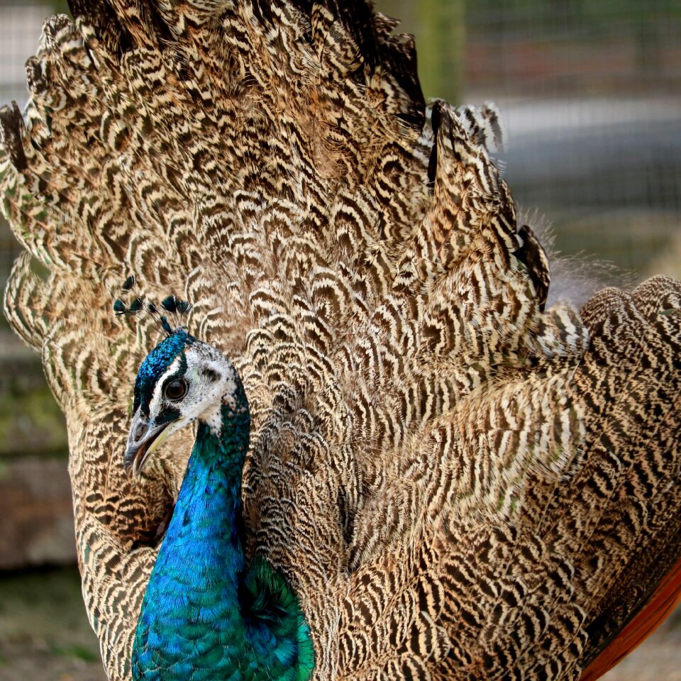 Nature peacock head