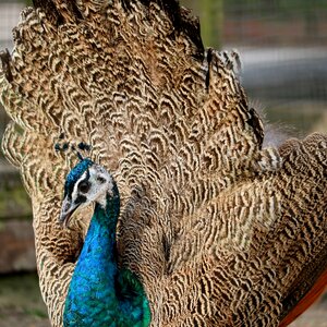 Nature peacock head