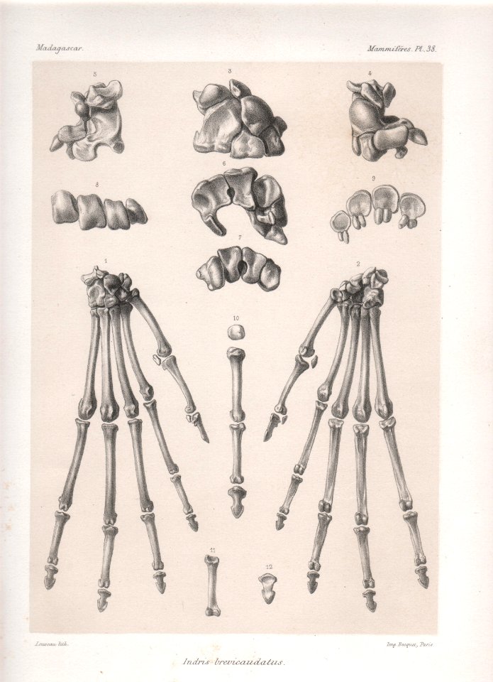 Madagascar Mammiferes Pl 38
