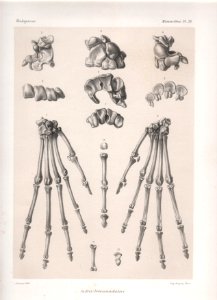 Madagascar Mammiferes Pl 38