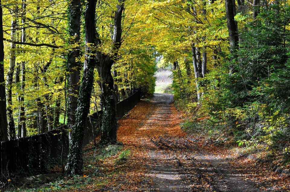 Poland landscape tree