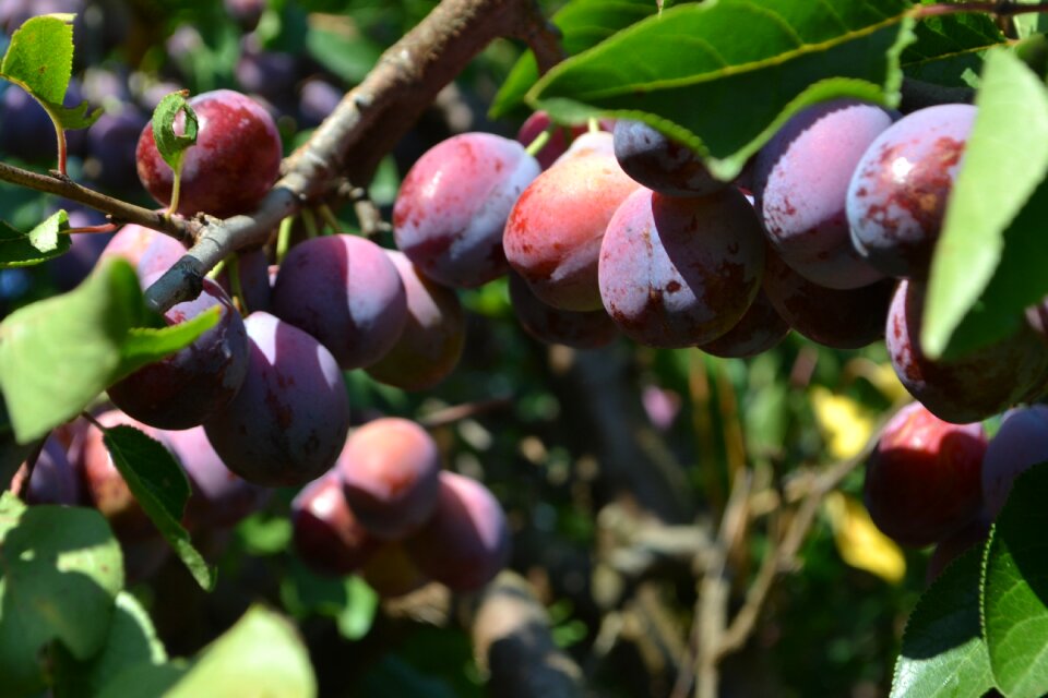 Cultivation plums organic