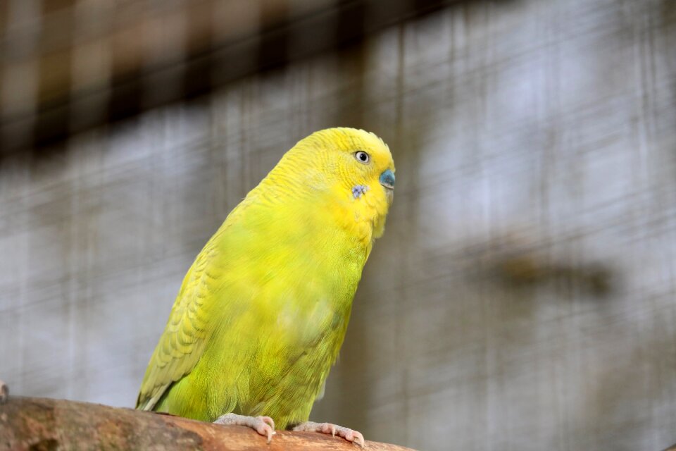 Parrot exotic color