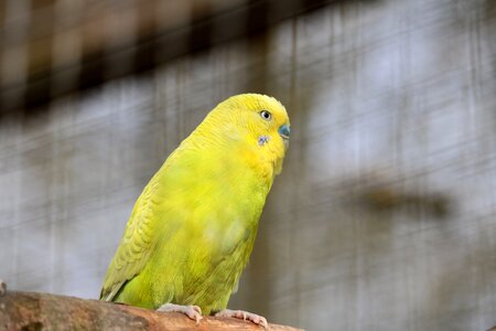Parrot exotic color photo