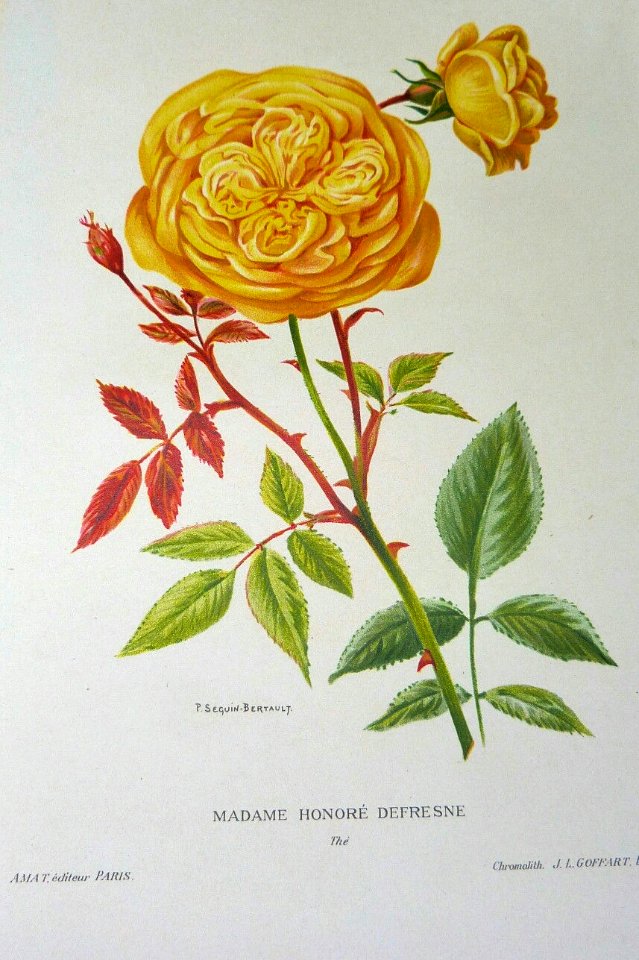 Madame Honoré Defresne