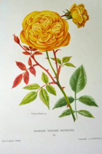 Madame Honoré Defresne