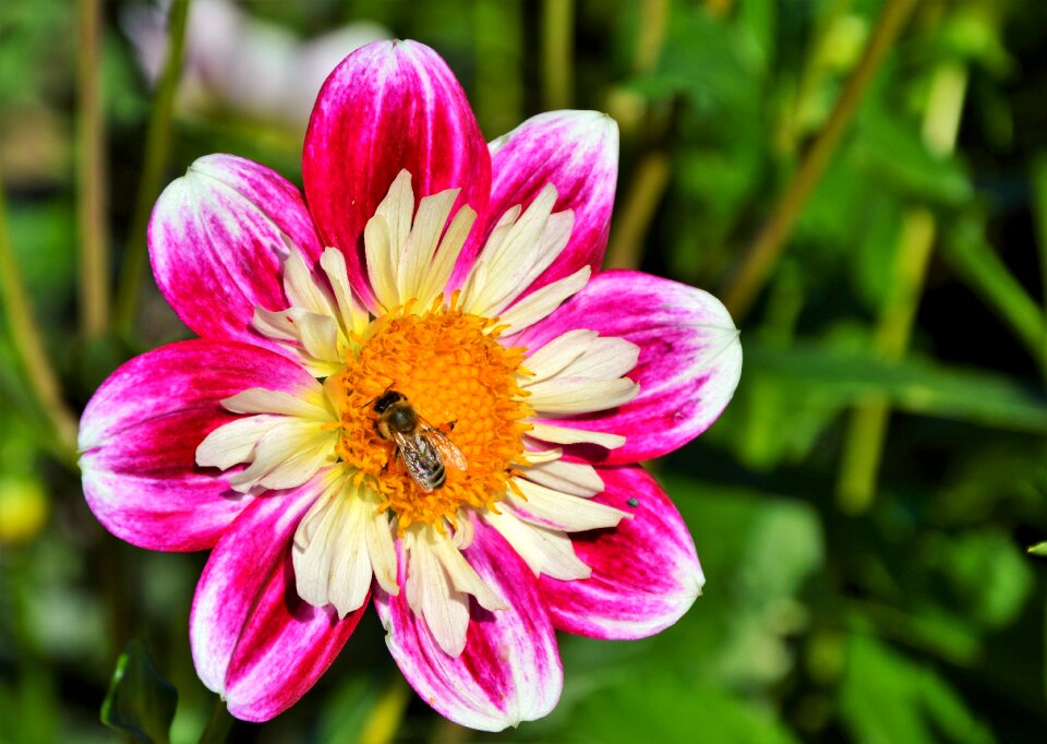 Bloom flower dahlia garden
