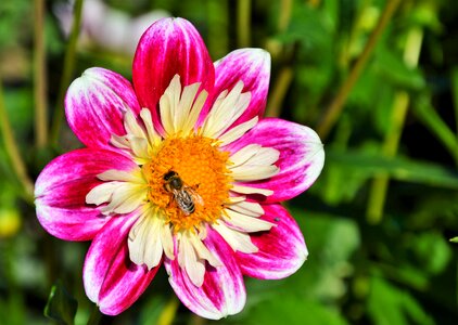 Bloom flower dahlia garden photo