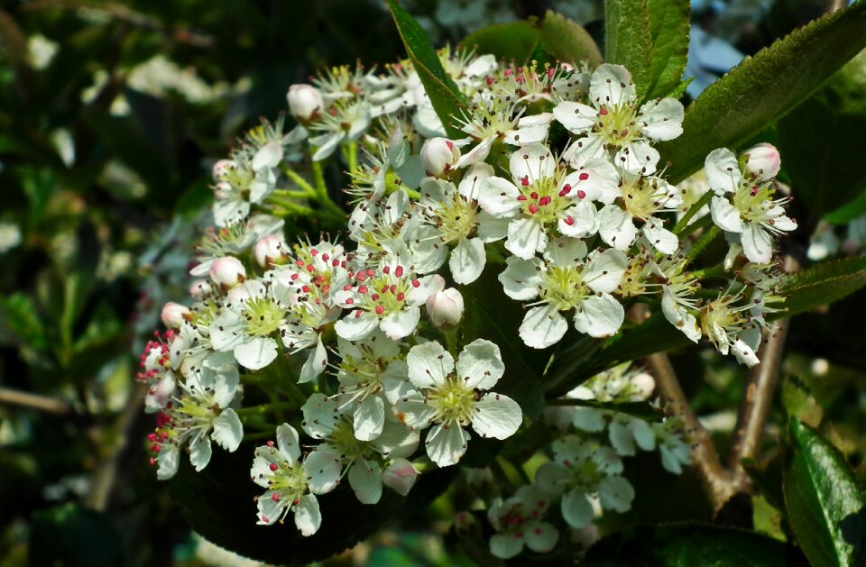 Fruit tree spring apple